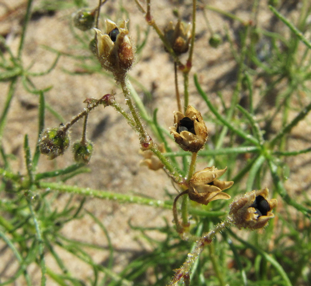 Изображение особи Spergula arvensis.