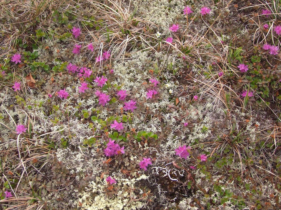 Image of Rhododendron lapponicum specimen.