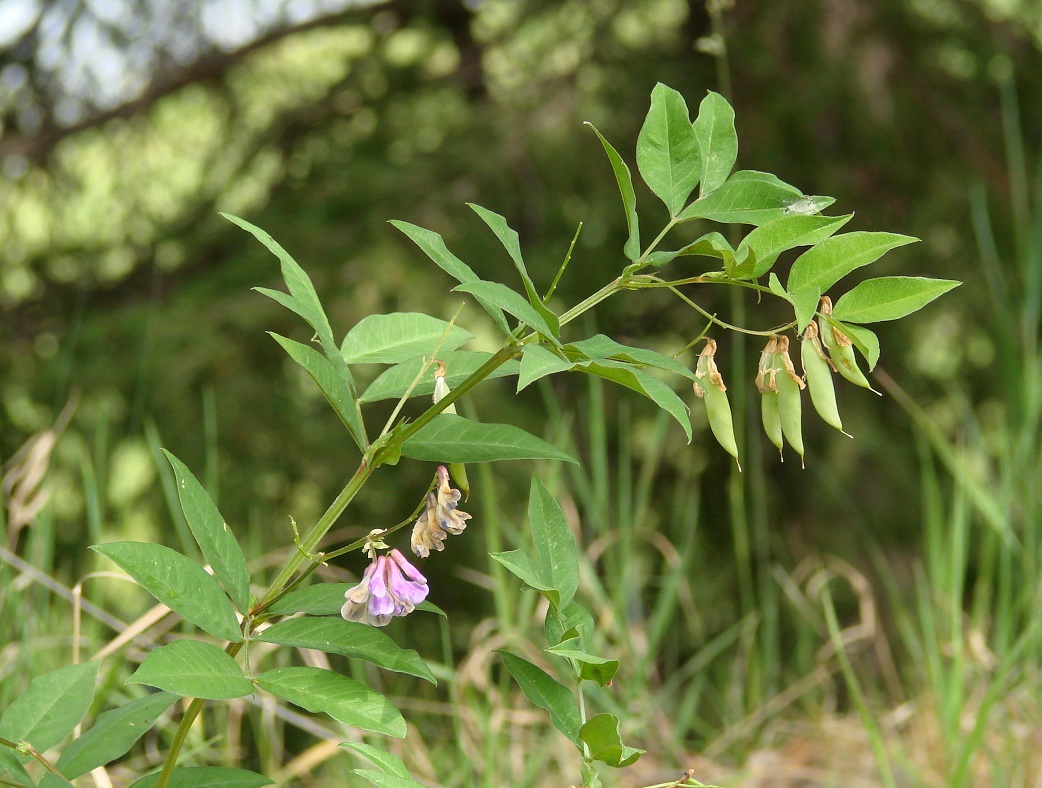 Изображение особи Vicia baicalensis.