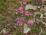 Primula cuneifolia