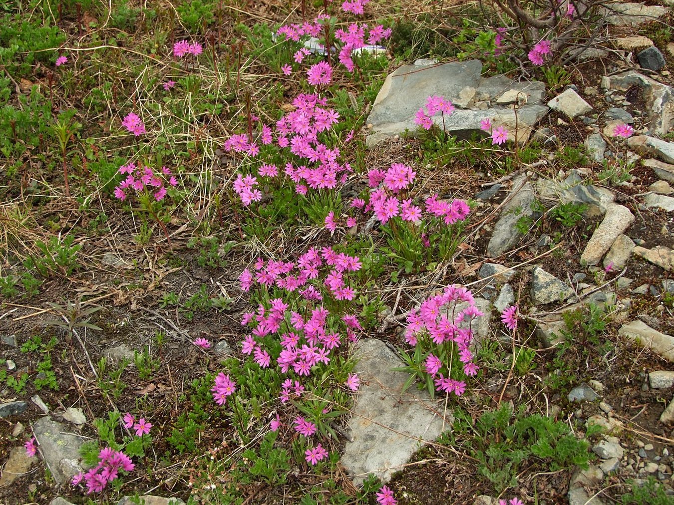 Изображение особи Primula cuneifolia.