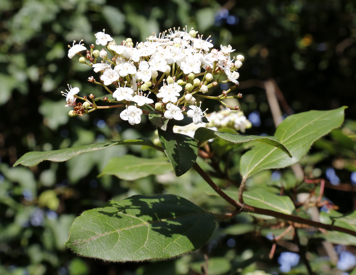 Image of Viburnum tinus specimen.