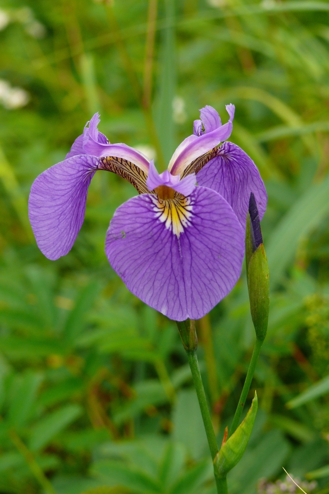 Image of Iris setosa specimen.