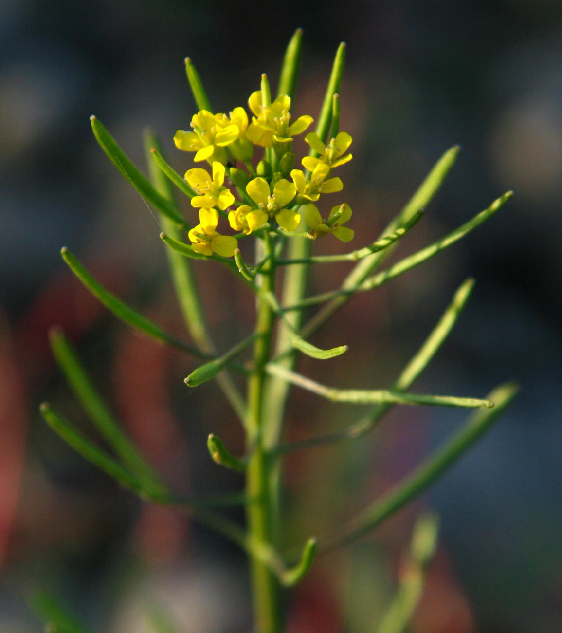 Изображение особи Erysimum cheiranthoides.