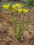 Gagea chrysantha. Цветущее растение. Крым, Ю. берег, г. Кастель. 3 апреля 2010 г.