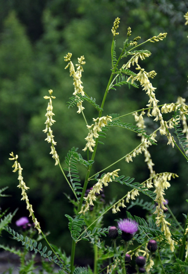 Изображение особи Astragalus galegiformis.