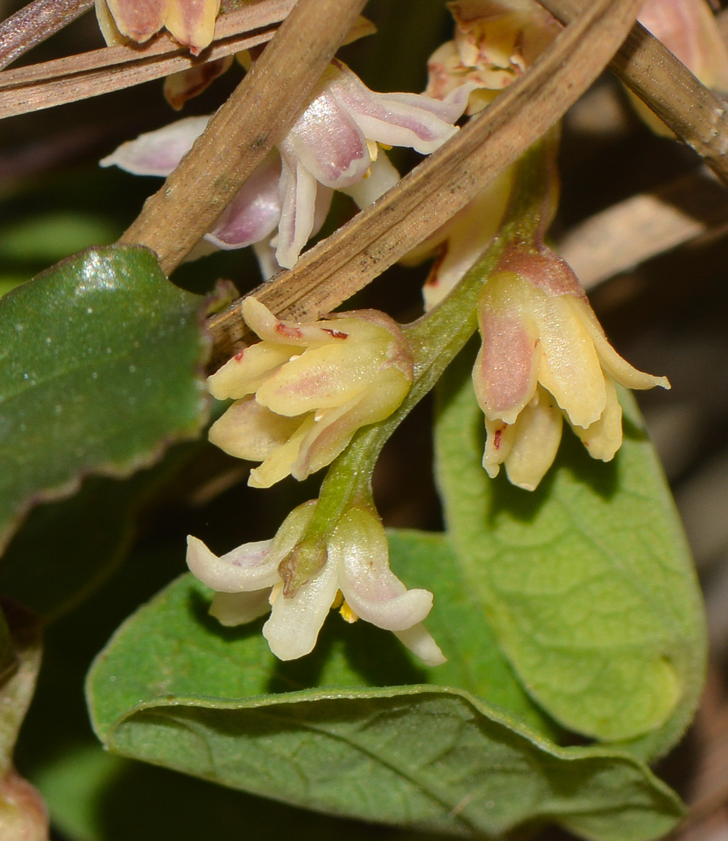 Image of Smilax aspera specimen.