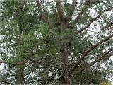 Pinus banksiana