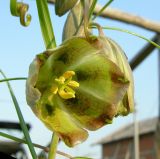 Fritillaria olgae