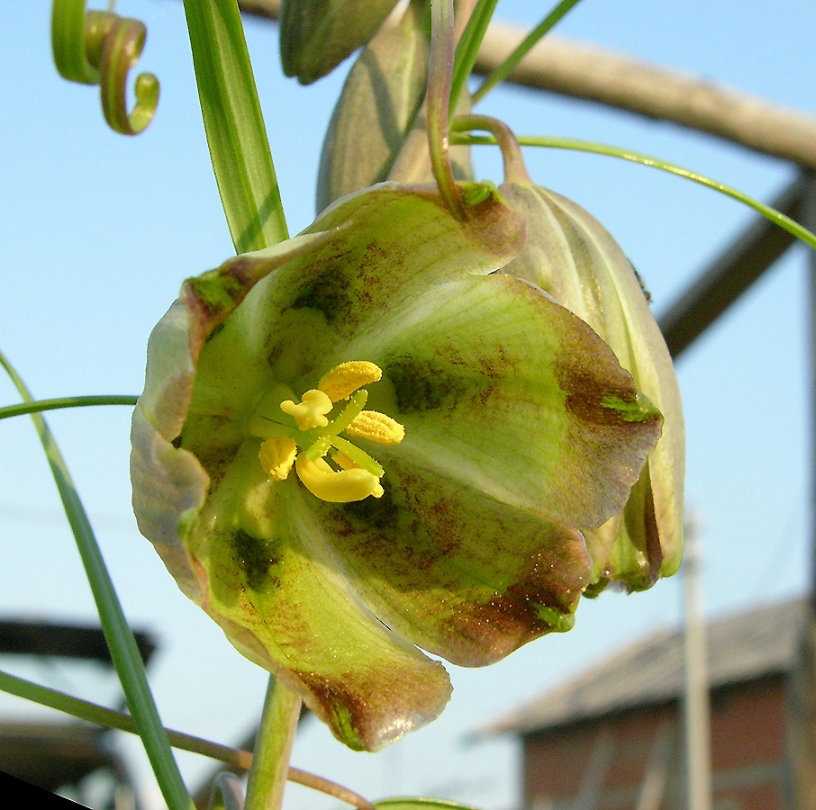 Image of Fritillaria olgae specimen.