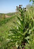 Cynoglossum officinale. Цветущее растение. Краснодарский край, Усть-Лабинский р-н, окр. станицы Воронежской, осыпной склон правого берега Кубани. 30.04.2017.