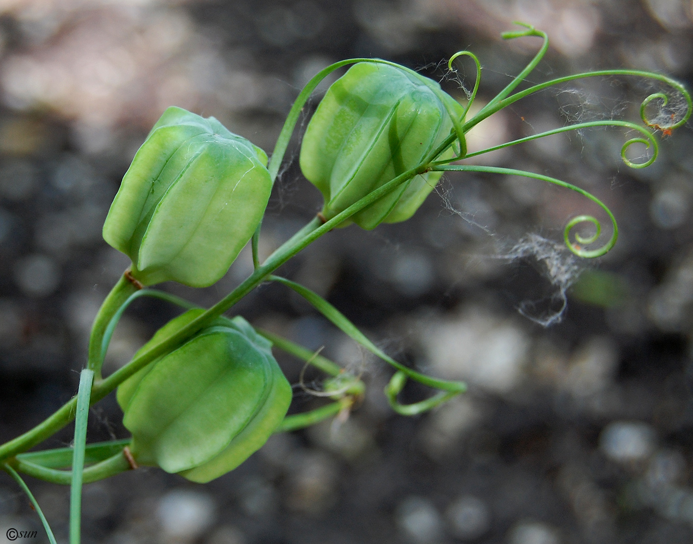 Изображение особи Fritillaria ruthenica.