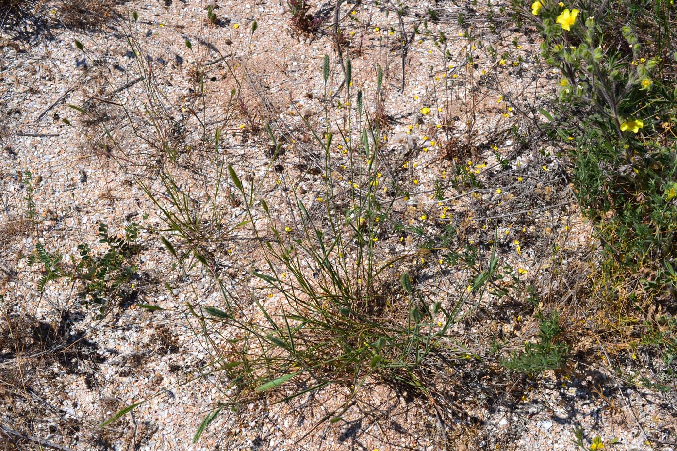 Изображение особи Agropyron cimmericum.