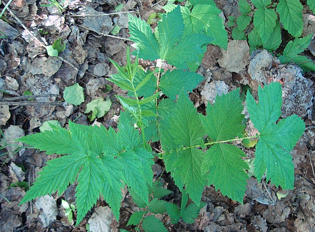 Изображение особи Filipendula ulmaria.