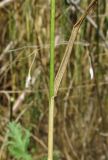 Agropyron pectinatum. Часть побега. Крым, Керченский п-ов, окр. мыса Чауда, берег непересыхающей лужи на дне балки. 25 июня 2017 г.