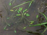 Limosella aquatica