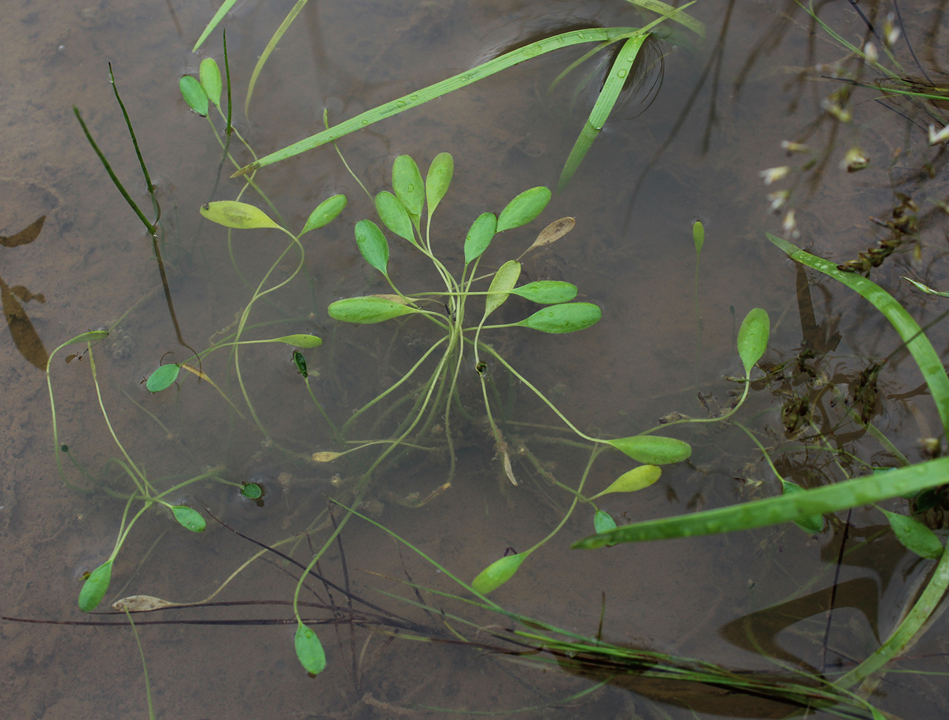 Image of Limosella aquatica specimen.
