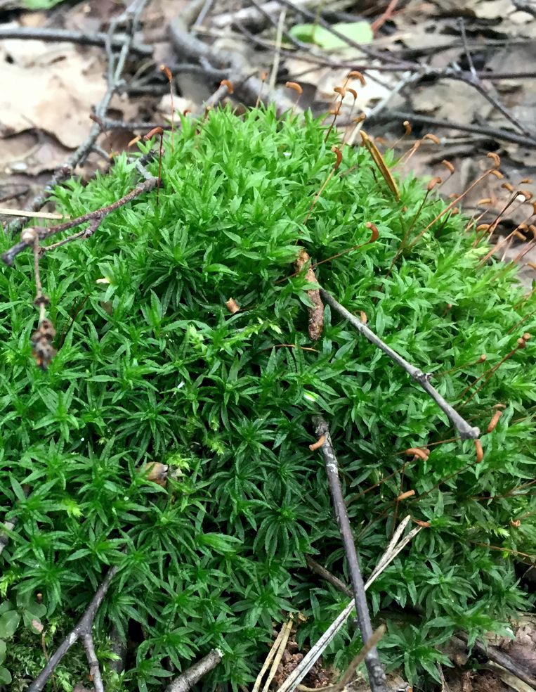 Image of Atrichum undulatum specimen.
