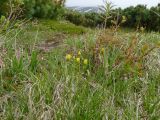 Taraxacum alascanum. Цветущие растения. Камчатский край, Усть-Большерецкий р-н, Толмачёвский дол, озеро Толмачёвское, сухая тундра. 28.06.2017.