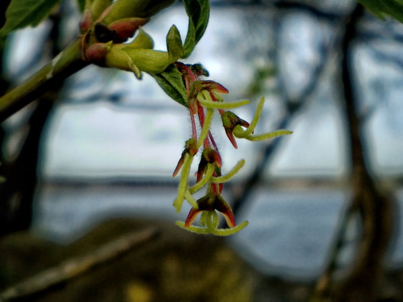 Image of Acer negundo specimen.