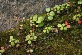 Linnaea borealis