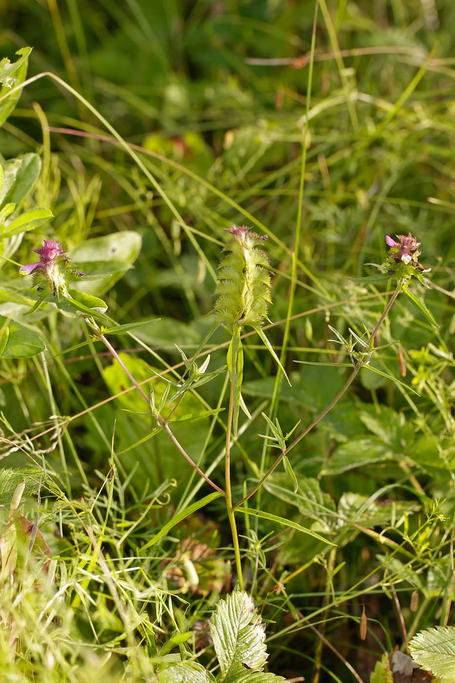 Image of Melampyrum cristatum specimen.