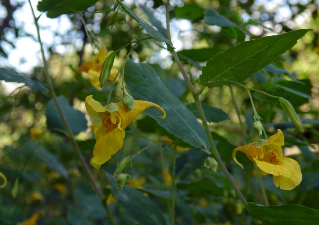 Image of Impatiens noli-tangere specimen.