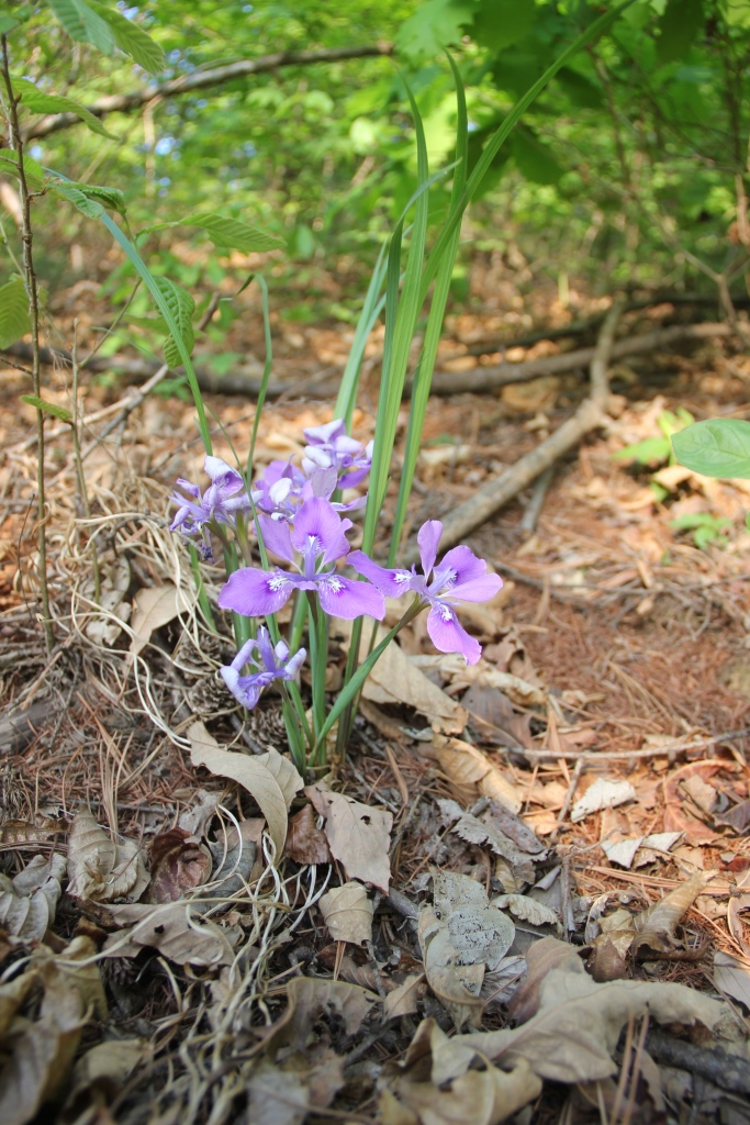 Image of Iris rossii specimen.