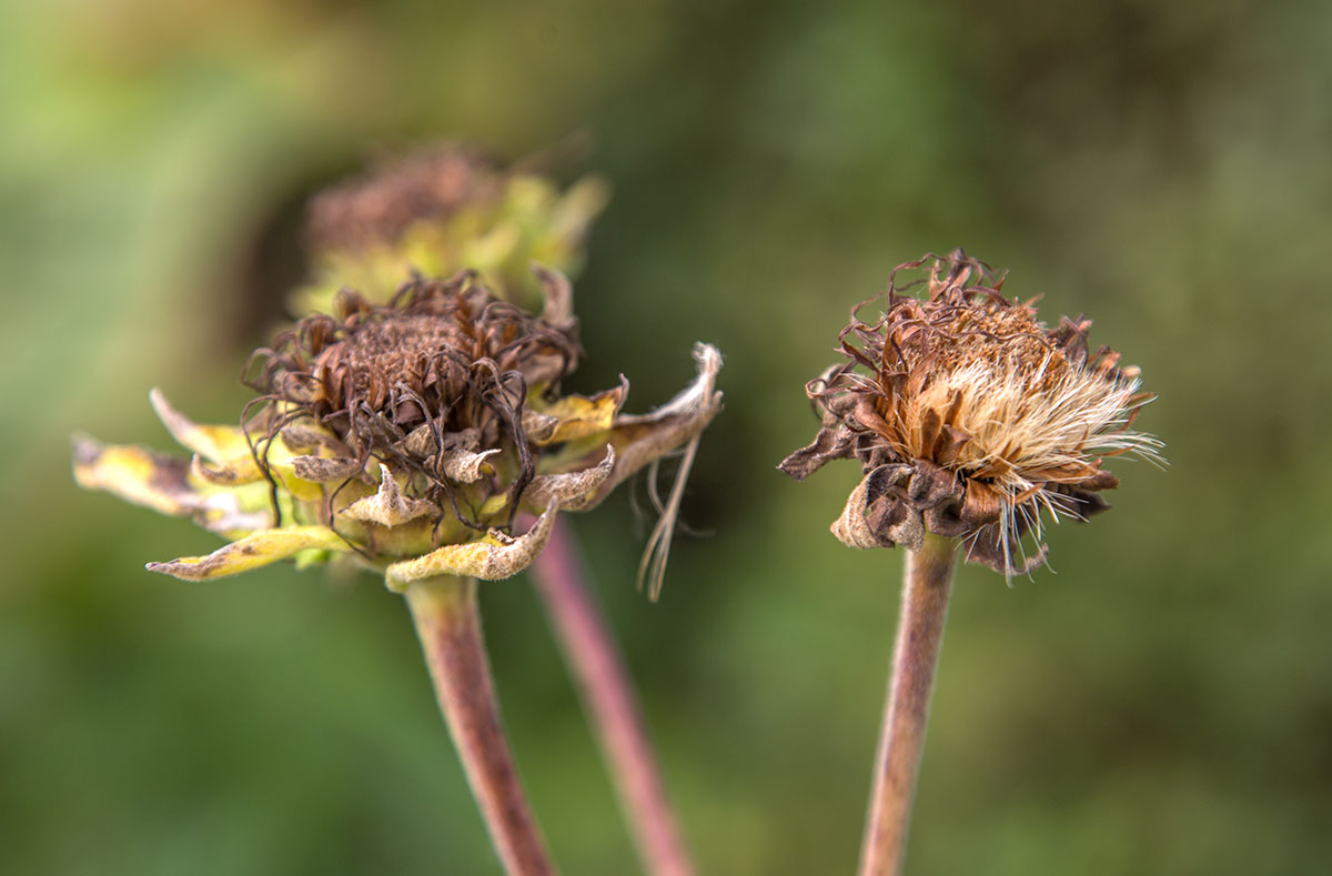 Изображение особи Inula helenium.