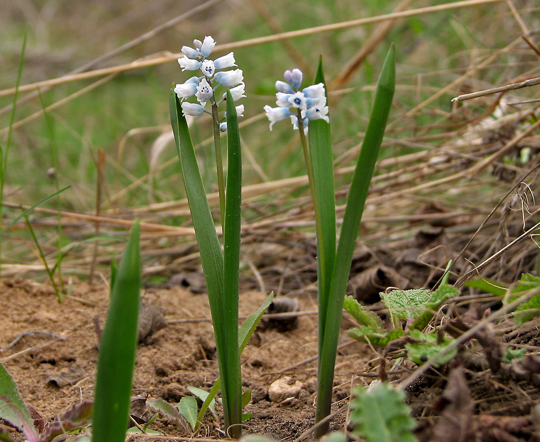 Изображение особи Hyacinthella leucophaea.