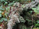 род Cladonia