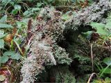 genus Cladonia