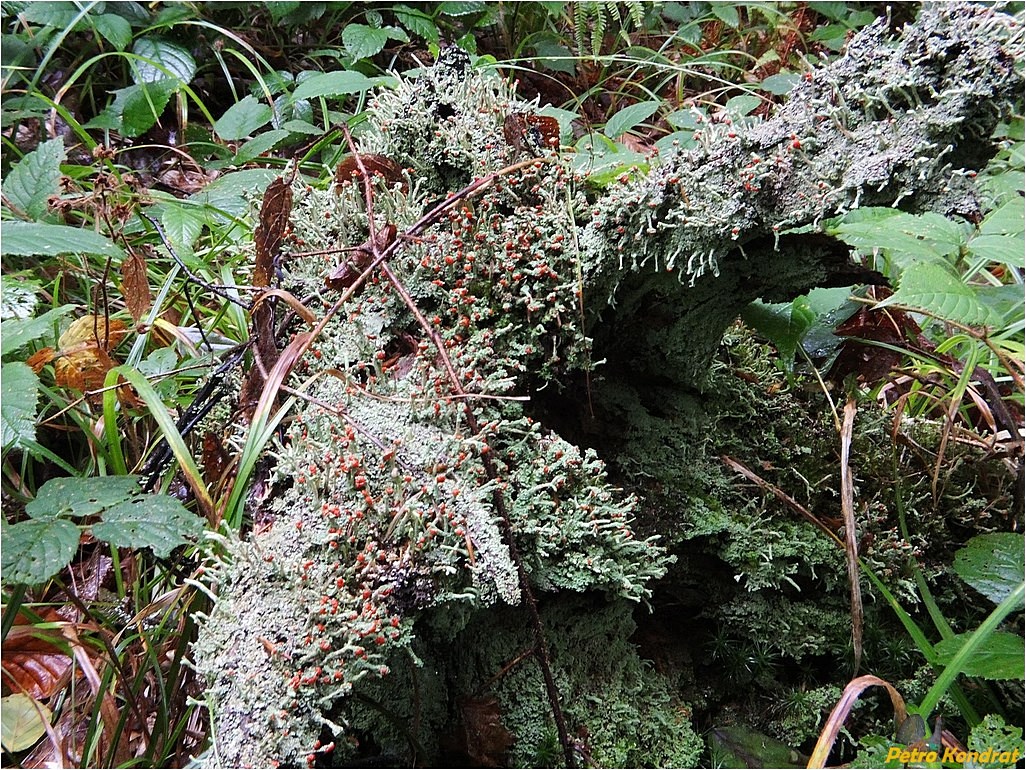 Изображение особи род Cladonia.