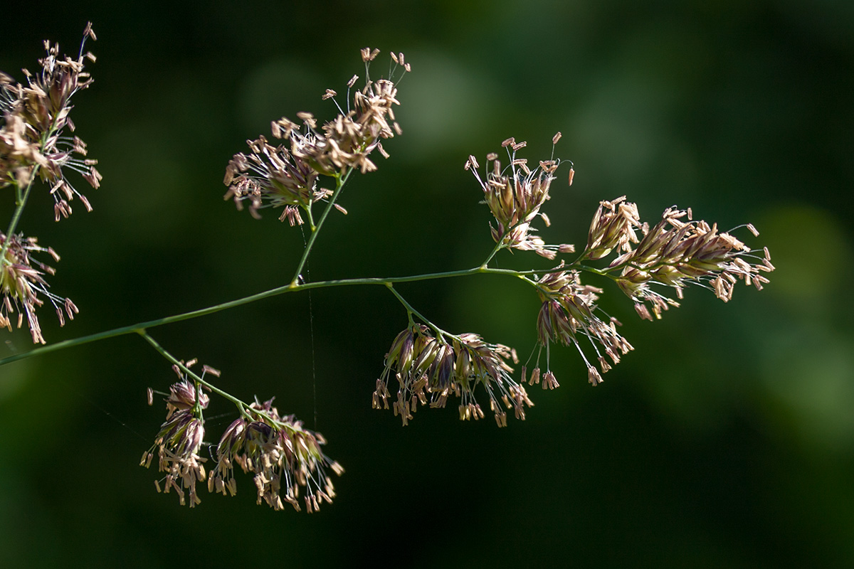 Image of Dactylis glomerata specimen.