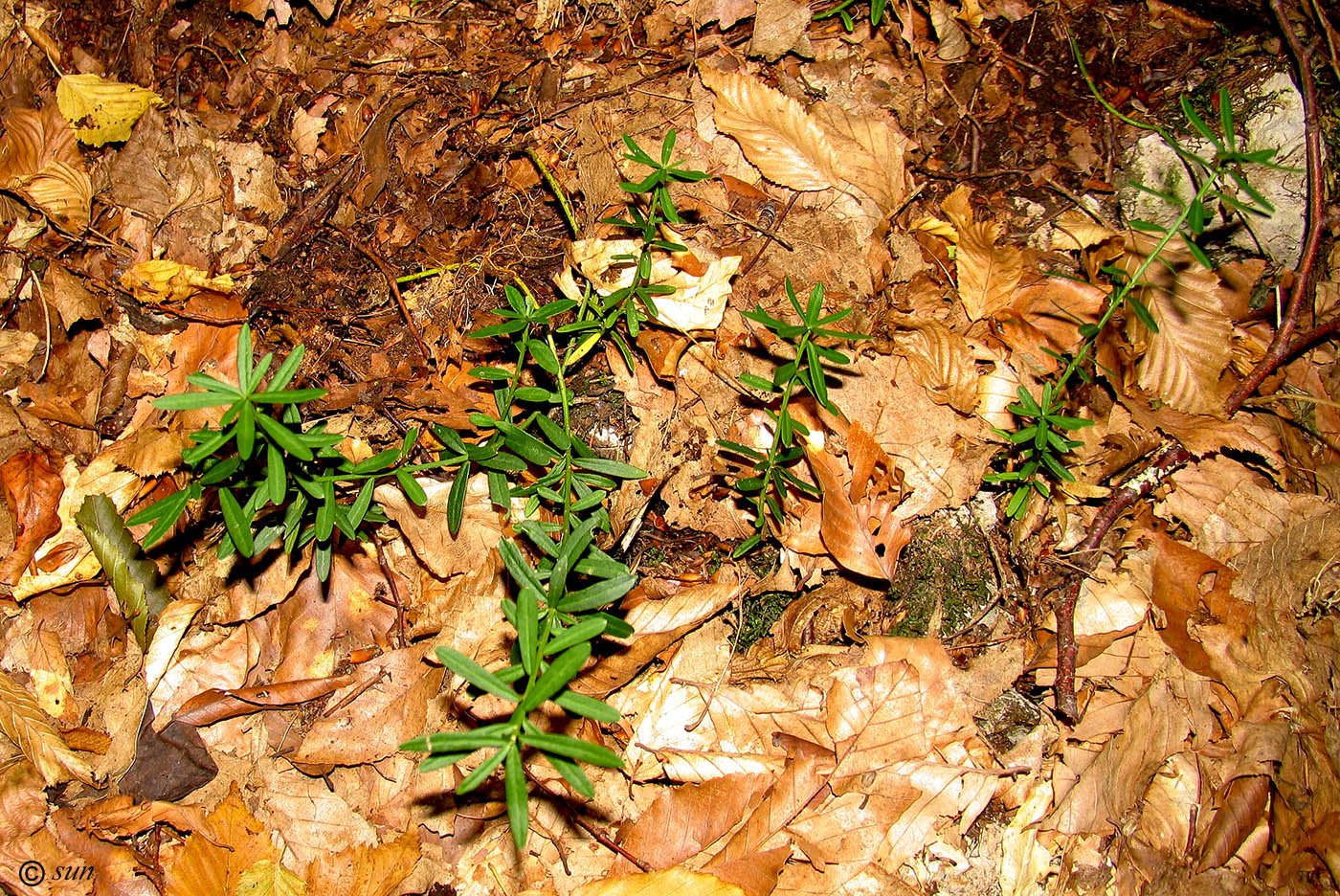 Изображение особи Euonymus nanus.