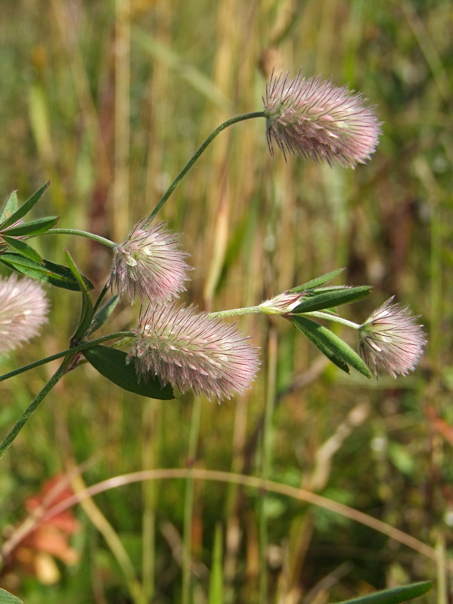 Image of Trifolium arvense specimen.