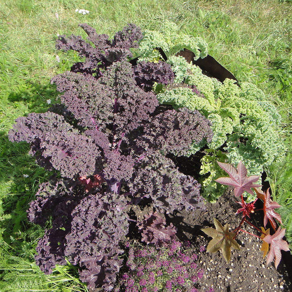 Image of Brassica oleracea var. sabellica specimen.