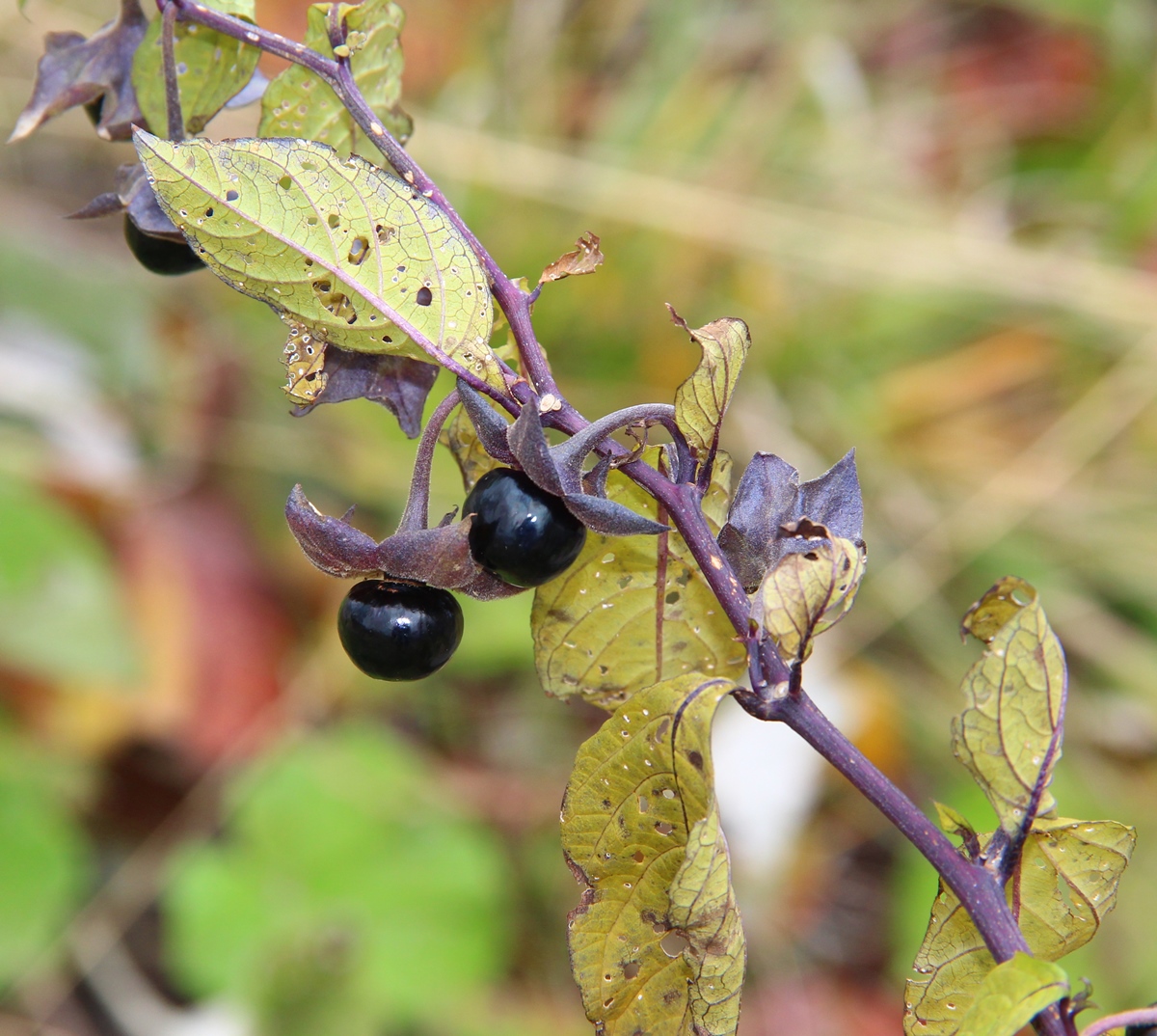 Image of Atropa caucasica specimen.