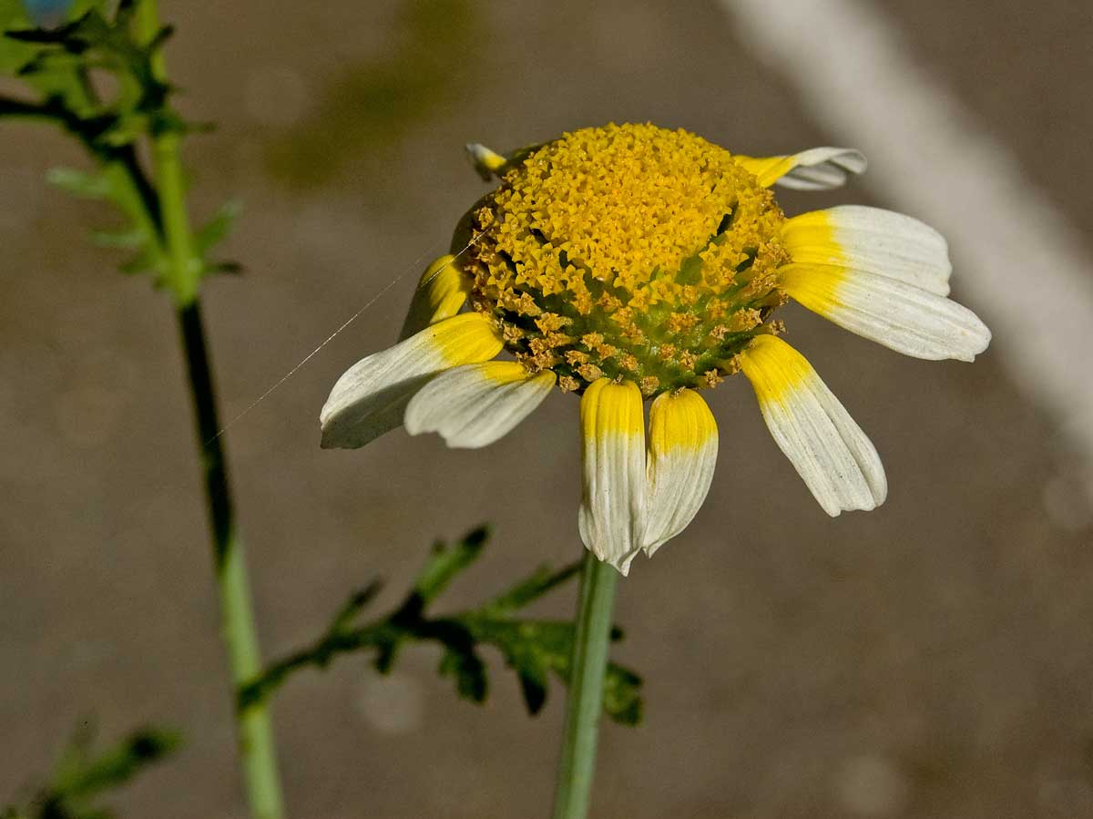 Image of Glebionis coronaria specimen.