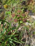 Bupleurum atargense. Верхушка побега с бутонами. Магаданская обл., Ольский р-н, окр. пос. Атарган, крутой приморский склон. 06.07.2017.