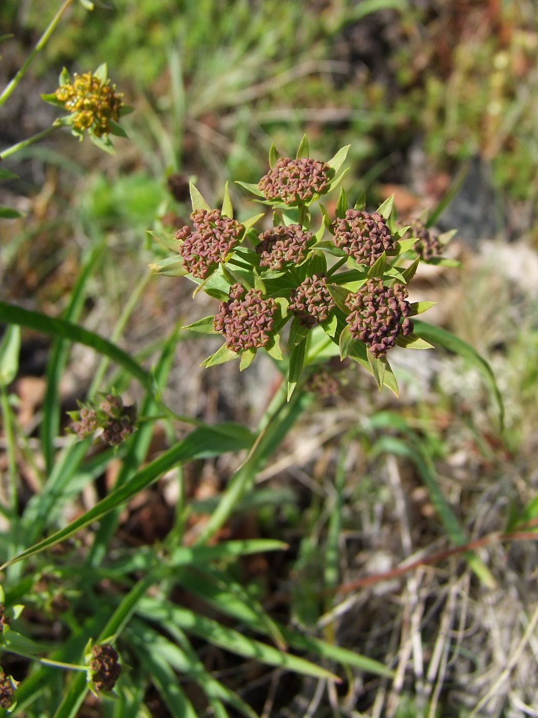 Image of Bupleurum atargense specimen.