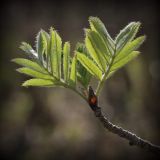 Sorbus aucuparia. Молодые разворачивающиеся листья на верхушке ветки. Санкт-Петербург, Дудергофские высоты, широколиственный лес. 03.05.2010.