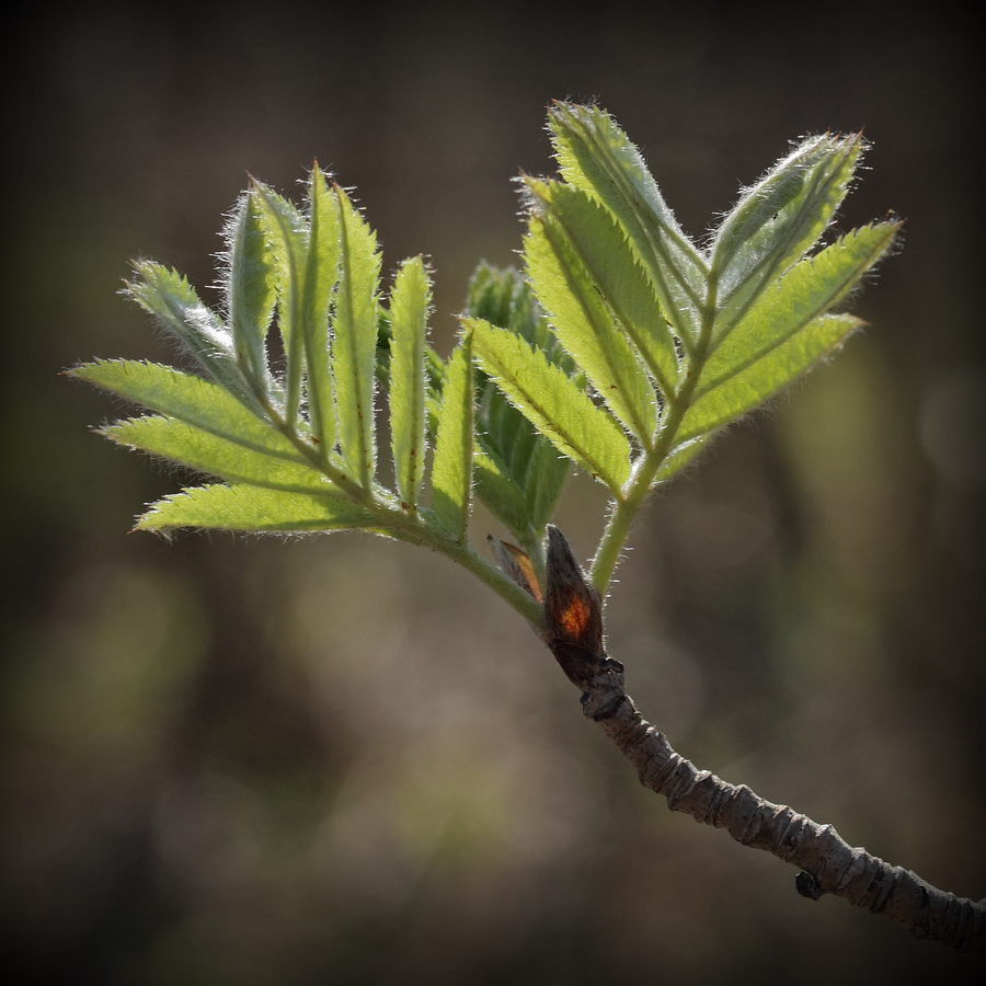 Изображение особи Sorbus aucuparia.