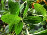 Hypericum maculatum. Четырёхгранный стебель с листьями. Североуральский городской округ, окр. пос. Крутой Лог, бывшая дер. Высотинка, берег р. Вагран, разнотравная поляна. 29.07.2017.