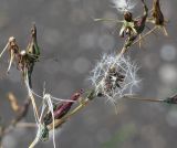 Lactuca serriola