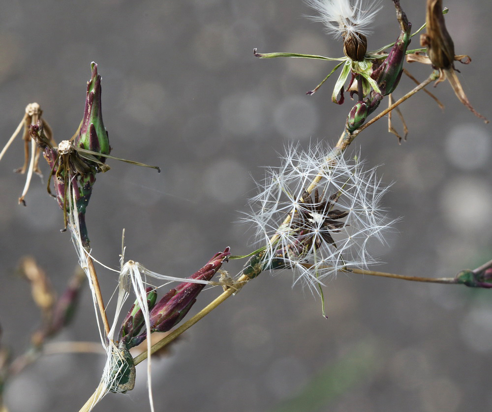 Image of Lactuca serriola specimen.