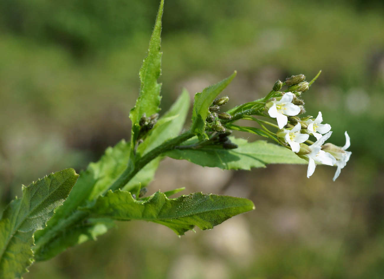 Image of Arabis pendula specimen.