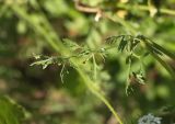 Daucus carota