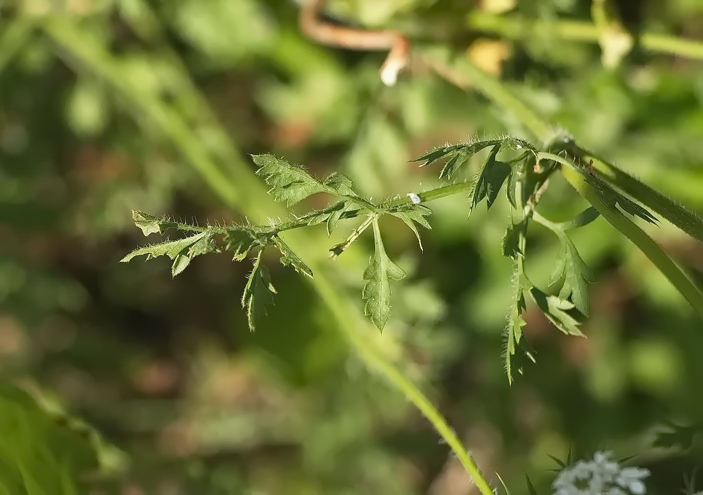 Image of Daucus carota specimen.