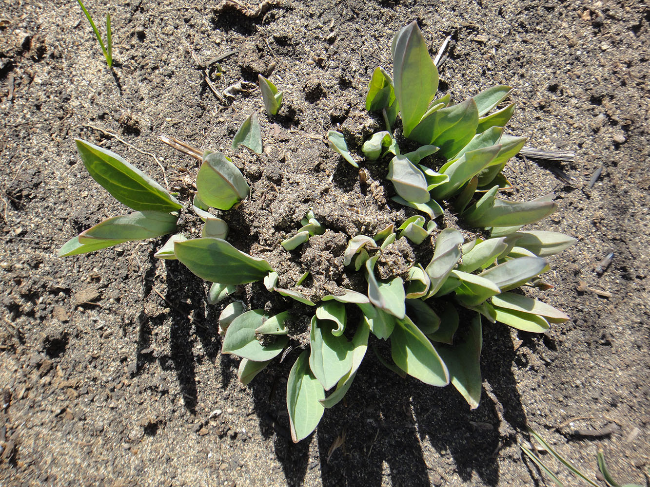 Image of Mertensia sibirica specimen.